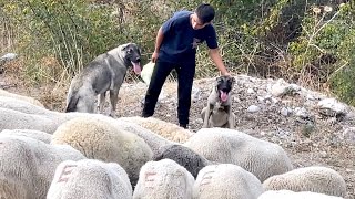 13 YAŞINDAKİ ÇOBANIN KANGALLARI BENİMKİLERDEN DE İYİ OLACAK [upl. by Marga268]