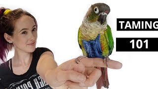 How To Tame and Earn The Trust From A Green Cheek Conure or Other Scared Parrot [upl. by Liagibba]