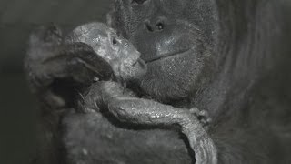 Orangutan birth captured live on camera at Durrell [upl. by Saalocin]