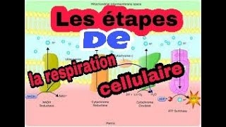 les étapes de la respiration cellulaire [upl. by Consuelo]