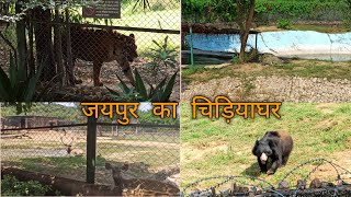 जयपुर का चिड़ियाघर  Nahargarh Biological amp Zoological Park Full Vlog Jaipur Ka Chidiyaghar ZOO [upl. by Ekaterina]