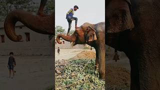 Please sporrt me 🙏👍 elephant animals funny shorts youtubeshorts love sad viralvideo status [upl. by Zzabahs519]