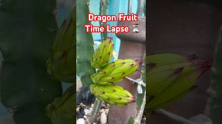 Dragon Fruit Time Lapse Cycle from Buds to Full Ripened Fruit in 45 Days ytshorts viralshorts [upl. by Armstrong706]