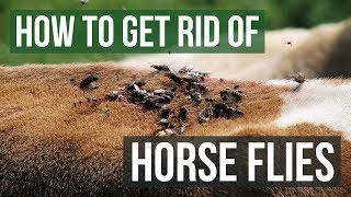 How to Get Rid of Horse Flies 4 Easy Steps [upl. by Naiva]