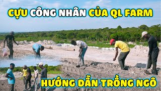 Với Kinh Nghiệm Đầy Mình  Cựu Công Nhân Quang Linh Farm Hướng Dẫn Mọi Người quotGieo Ngôquot  THT [upl. by Wrennie]