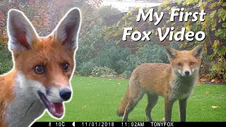 My first fox video [upl. by Annalla892]