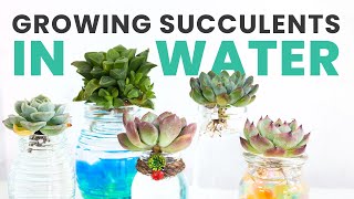 A SIMPLE GUIDE TO GROWING SUCCULENTS IN WATER  SUCCULENT HOW TO  SUCCULENT CARE TIPS [upl. by Sasnett]