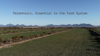 Perennials Essential to the Farm System  Department of Primary Industries and Regional Development [upl. by Elorak]