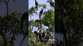 So many birds in the tree  animalworld naturalbeauty birds shorts [upl. by Krishnah]