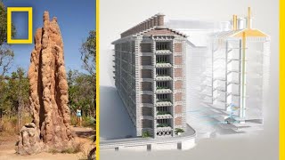 See How Termites Inspired a Building That Can Cool Itself  Decoder [upl. by Avon575]