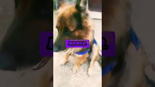 mosko my dog 🐶🐕 trending youtube shorts triobladerider [upl. by Inal]