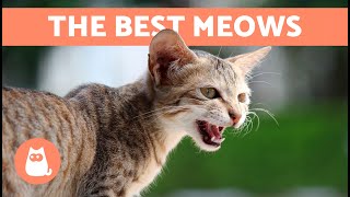 The Best VIDEOS of MEOWING CATS 🐱🐾 Angry Happy and Funny Cats MEOWING for You [upl. by Kellie752]