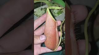 Nepenthes northiana x veitchii [upl. by Waylan]