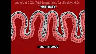 The Placenta Anatomy and Physiology [upl. by Nahsed]