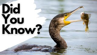 Things you need to know about CORMORANTS [upl. by Htennaj]