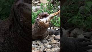 Komodo dragons devour goats whole [upl. by Sergias]