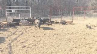 51 feral hogs captured in a JagerPro Hog Trap [upl. by Nesnej]