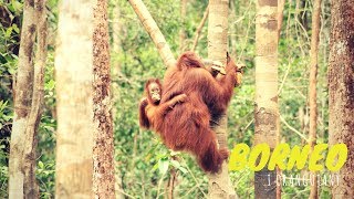 Borneo i Orangutany [upl. by Ariak564]