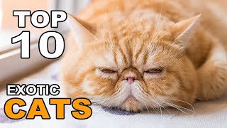 TOP 10 EXOTIC CATS BREEDS [upl. by Mccollum]