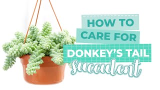 How to care for Sedum Donkeys Tail  Sedum Morganianum  Succulent Care Guide 101 [upl. by Epilihp80]