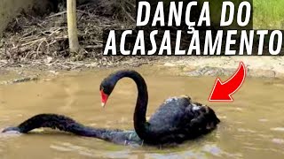 Dança do Acasalamento Cisne Negro  Telando viveiro  Mudanças ganso Canadense  Aves Recriar [upl. by Leonsis251]