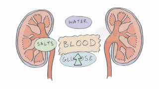 New GCSE BBC Bitesize  Homeostasis [upl. by Eudora724]