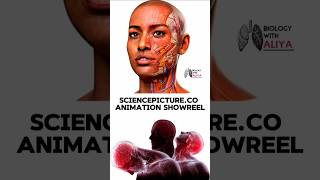 SciencePictureCo Animation Showreel medical animation 3d short [upl. by Ajan615]