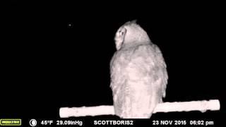 Meowing Great Horned owl on our perch [upl. by Laddie]