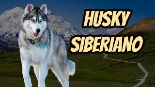 TUDO SOBRE O HUSKY SIBERIANO ORIGEM E CARACTERÍSTICAS [upl. by Bow]