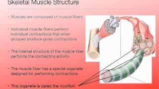 Muscular System Lecture 1 [upl. by Nonregla]