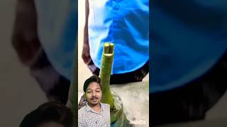 Grafting Techniques music bollywood bollywoodsongs grafting adenium shorth tech prajapati [upl. by Worthy357]