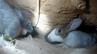 An adventure inside a rabbits warren HD  GoPro [upl. by Dorette597]