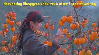 Harvesting Diospyros khaki fruit after 1 year of waiting vlog [upl. by Aerdnaz]