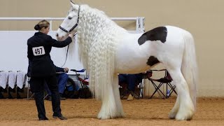 25 Most Beautiful Horses on Planet Earth [upl. by Tdnaltroc882]