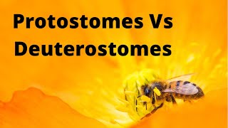 Protostomes amp Deuterostomes  Zoology [upl. by Owades]