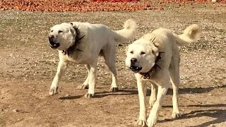 2 DEV ANADOLU ASLANI  2 GIANTS ANATOLIAN LIONS [upl. by Danie]