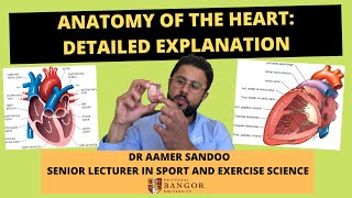 ANATOMY OF THE HEART FULL EXPLANATION FOR ALEVEL STUDENTS [upl. by Eidolem]