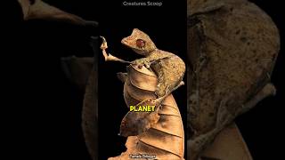 Meet the Satanic LeafTailed Gecko Natures ultimate master of disguise [upl. by Pogue]