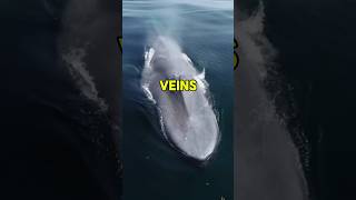 Blue Whale Wonders Inside the Veins of Giants  Facts shorts [upl. by Georgine211]