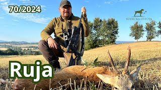 Ruja 2024  SUDECKA OSTOJA 702024 roe deer hunting in poland [upl. by Nrubliw88]