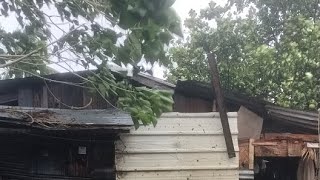 LIVE TYPHOON NIKA ISABELA SIGNAL NUMBER 4 [upl. by Pascasia]