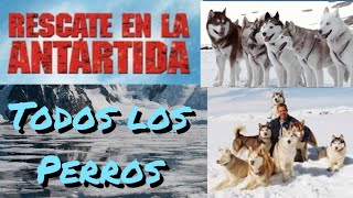 Todo Los Perros De Rescate En La Antártida [upl. by Ynaffad]