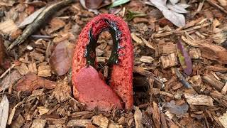 Stinkhorn Mushroom [upl. by Nwahsaj301]