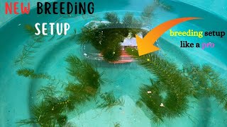 New breeding setup for dumbo ear guppies 🐟 easiest guppy breeding setup for beginners 👀 [upl. by Cordula237]