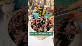 Succulent EXPERT Shares Top Propagation Techniques [upl. by Arodoeht]