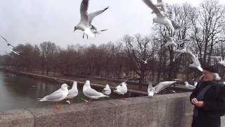 Video Flügelwesen Raymond Hummy Art  In Gedenken an Richard Wagner Parsifal Finale Todestag Venedig [upl. by Magena]