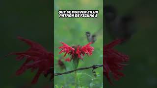 ¡Colibríes Los Únicos Pájaros que Vuelan Hacia Atrás 🐦 [upl. by Lumpkin]