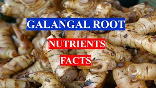 GALANGAL ROOT  GINGER  Spice  HEALTH BENEFITS AND NUTRIENTS FACTS [upl. by Manara]