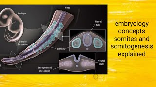 somite and somitogenesis embryology series [upl. by Darsey95]