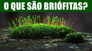 O QUE SÃO BRIÓFITAS AULA DE CIÊNCIAS [upl. by Edasalof164]